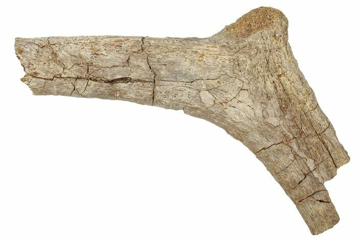 Hadrosaur (Edmontosaurus) Rib Bone - Wyoming #265738